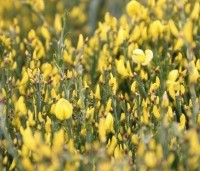 Cytisus praecox 'Allgold' - Brem 'Allgold' - 3