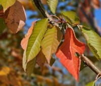 Prunus avium 'Sunburst' - Prunus avium 'Sunburst' - najaarskleuren