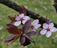 Prunus cerasifera 'Nigra' - Roodbladige kerspruim - 2
