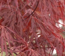 Acer palmatum Firecracker