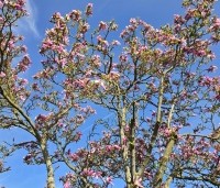 Magnolia 'Betty' - Magnolia 'Betty' - 1