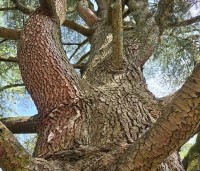 Cedrus libani 'Glauca' - Blauwe Ceder - 4