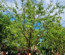 Prunus serrula