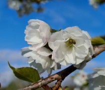 Prunus Shirotae boomtak met bloesem