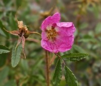 Rosa rubiginosa - Egelantier - 1