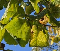 Corylus avellana 'Aurea' - Geelbladige hazelaar - herfst