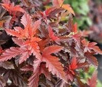 Physocarpus opulifolius 'Little Angel' - Blaasspiraea 'Little Angel' - vakbeplanting  - 3