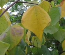 Blad oktober