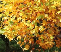 Liriodendron tulipifera