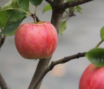 Malus Croquella Delgrina