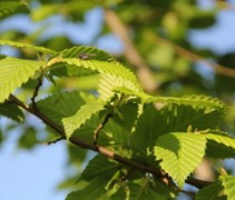 Zuilvormige haagbeuk groen, vers blad