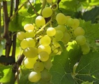 Vitis vinifera 'Riesling' - Druif 'Riesling' - 2