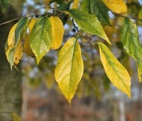 Sycoparrotia semidecidua - Schijnparrotia - 3