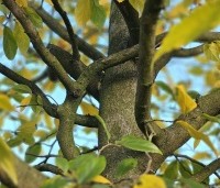 Sycoparrotia semidecidua - Schijnparrotia - 6