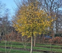 Sycoparrotia semidecidua - Schijnparrotia - december