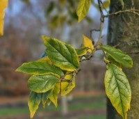 Sycoparrotia semidecidua - Schijnparrotia - 4