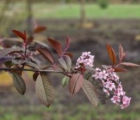 Prunus padus 'Colorata' - Vogelkers - 1