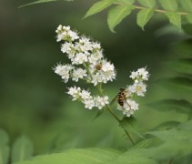 Sorbaria Sorbifolia
