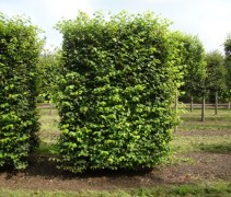 Tilia cordata blokvorm 