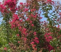 Lagerstroemia indica CV - Lagerstroemia indica CV - Tuscarora