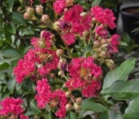 Lagerstroemia indica CV - Lagerstroemia indica CV - Tuscarora