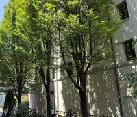 Carpinus betulus 'Fastigiata' - Haagbeuk 'Fastigiata' - 1