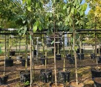 Asimina triloba - Pawpaw - 9