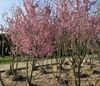 Prunus 'Okame' - Sierkers 'Okame' - meerstammen 27 februari 2024