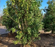 Osmanthus fragrans var. 'Aurantiacus'