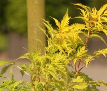 Sambucus racemosa
