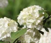 Viburnum plicatum Rotundifolium