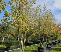 Corylus colurna - Turkse hazelaar - 1
