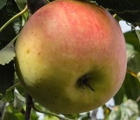 Malus dom. 'James Grieve' - Malus dom. 'James Grieve' - 1