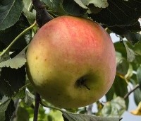 Malus dom. 'James Grieve' - Malus dom. 'James Grieve' - 2