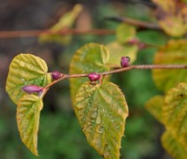Corylopsis pauciflora