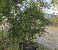Acer palmatum 'Emerald Lace' - Japanse Esdoorn 'Emerald Lace' - 3