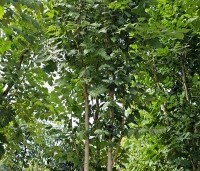Koelreuteria paniculata 'Fastigiata' - Chinese Vernisboom zuilvorm - 8