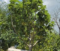 Acer pseudoplatanus - Gewone esdoorn - jonge boom