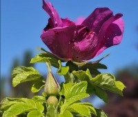 Rosa rugosa - Japanse Bottelroos - 1