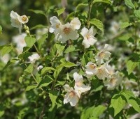 Philadelphus coronarius - Boerenjasmijn - 2