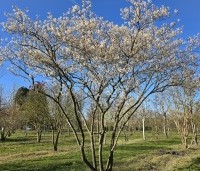 Amelanchier lamarckii - Krentenboompje - 1