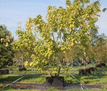 Catalpa bignonioïdes 'Aurea'
