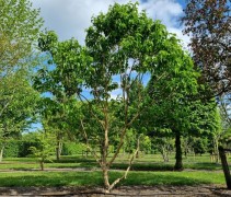 Heptacodium 