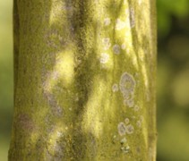 stam Carpinus betulus 