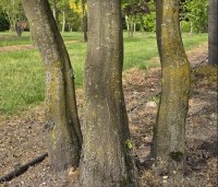 Carpinus betulus - Haagbeuk - 2