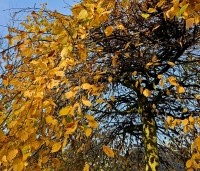 Carpinus betulus 'Pendula' - Treur haagbeuk - 5