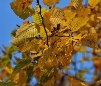 Carpinus betulus 'Pendula' - Treur haagbeuk - 6