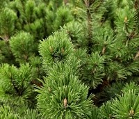 Pinus mugo mughus - Bergden - 2