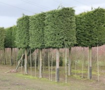 Cupressocyparis x Leylandii lei