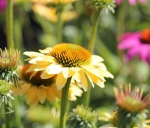Verschillende kleuren van de Zonnehoed zijn prima te combineren in een landelijke tuin